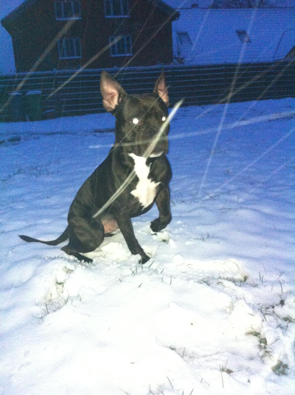 Blanding af racer Al Capone Junior (Capone) billede 22