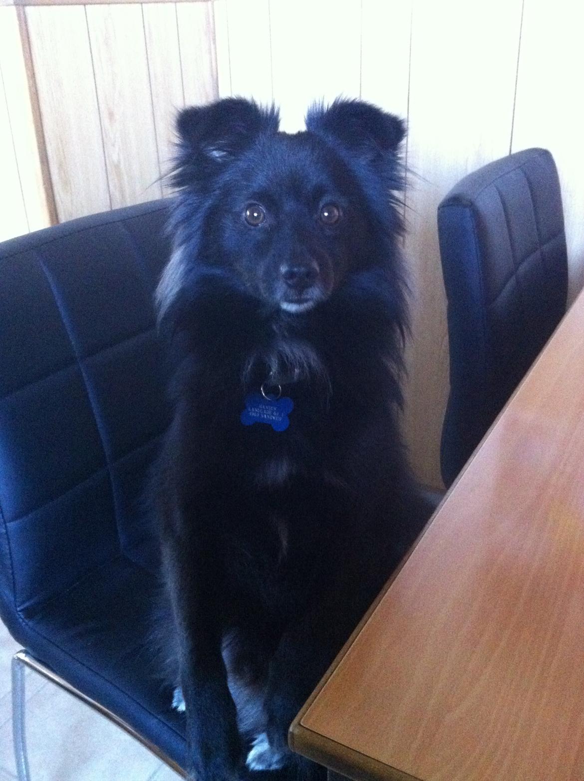 Blanding af racer Buster - Jeg tigger da ikke.. ret meget ;) billede 3