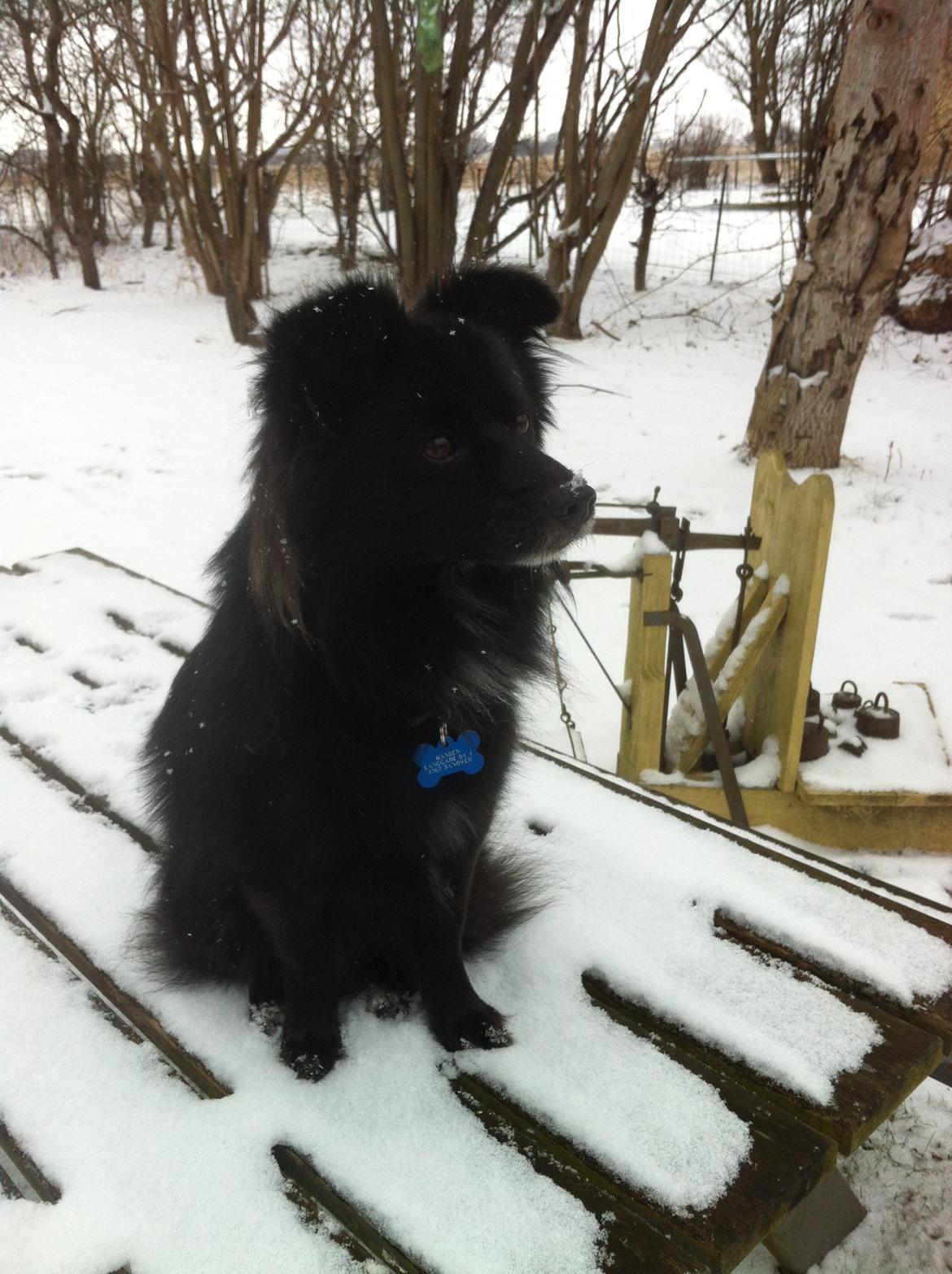 Blanding af racer Buster - Sne er dejligt! billede 2