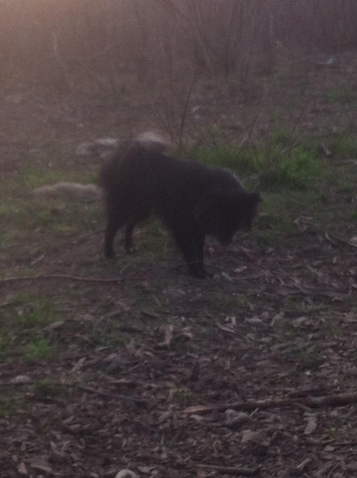 Blanding af racer Buster - En tur i hundeskov billede 4