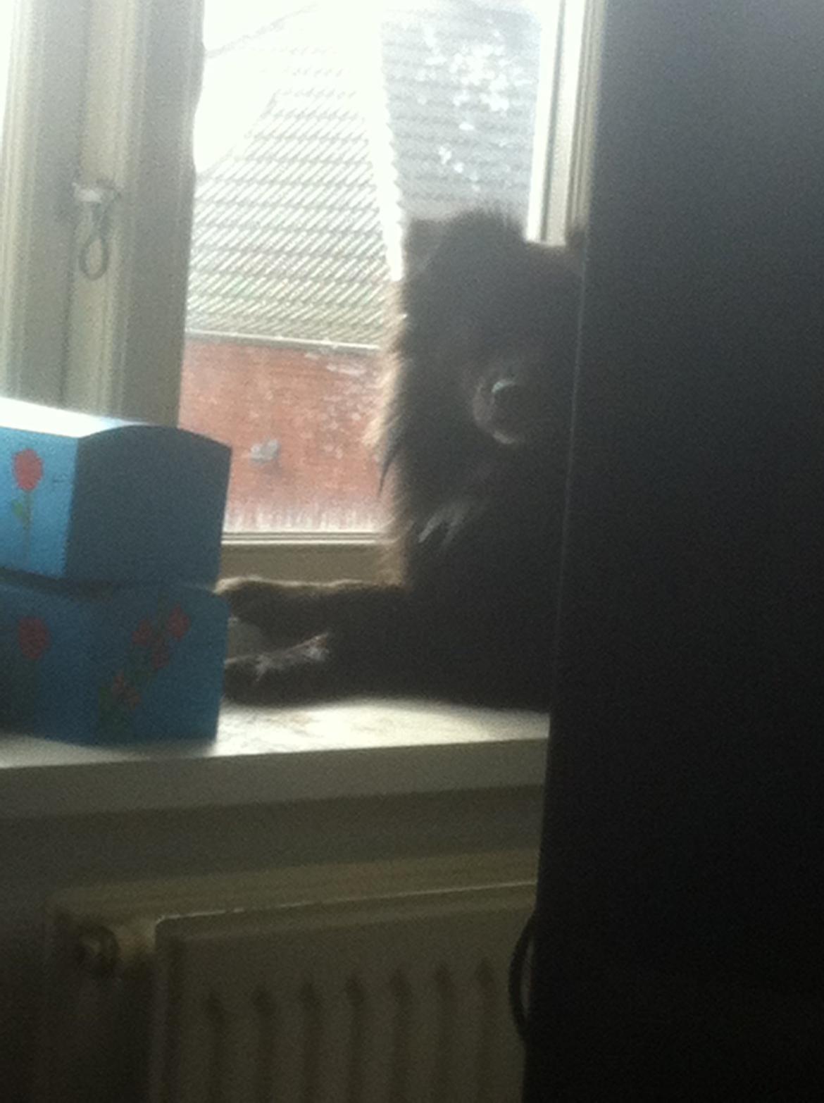 Blanding af racer Buster - Så var jeg måske ikke så godt gemt væk, alligevel :p billede 5