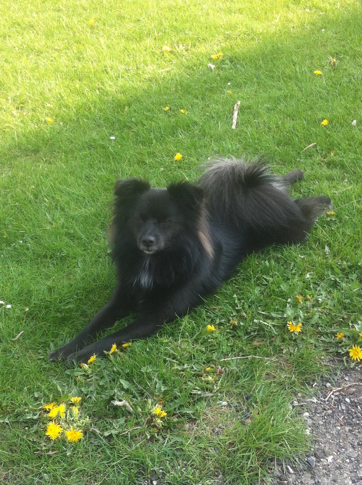 Blanding af racer Buster - Sommer og varme er dejligt og tage en lur i :) billede 6