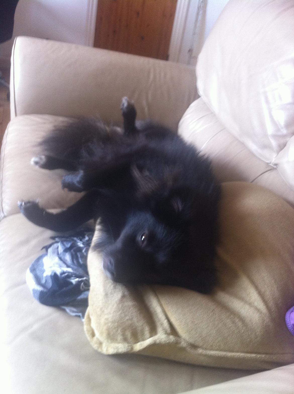 Blanding af racer Buster - Skal jeg op nu? billede 7