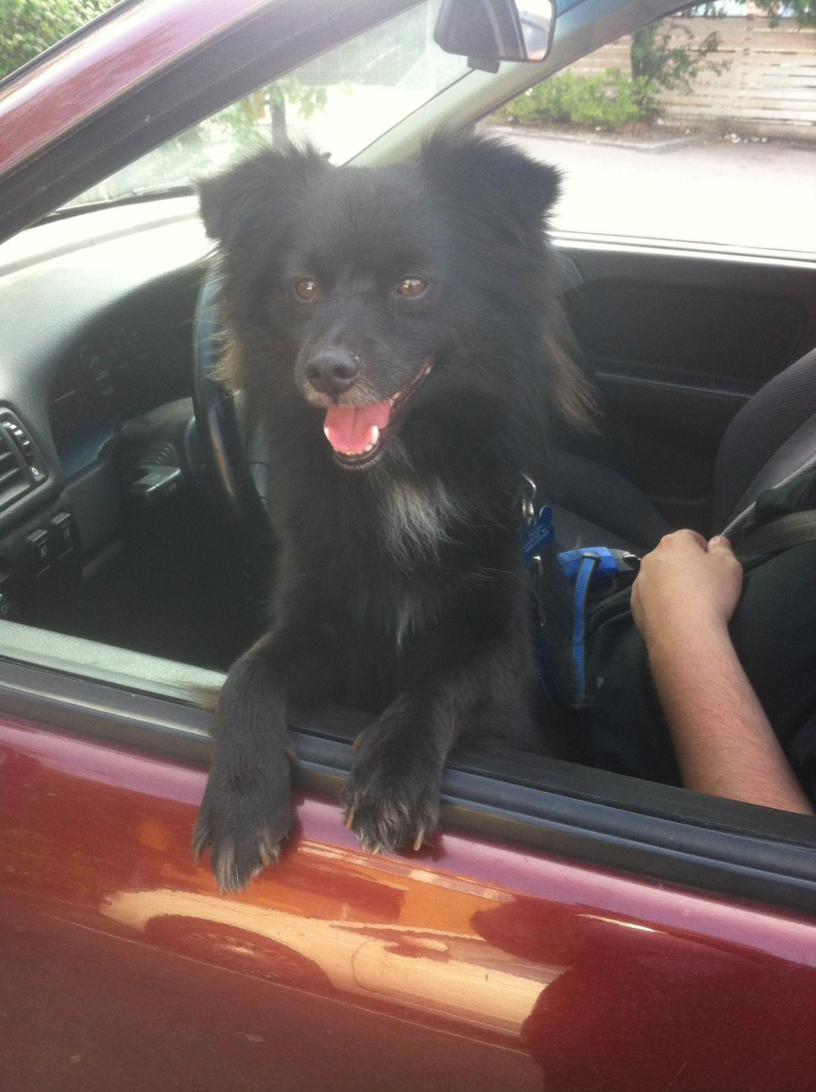 Blanding af racer Buster - Jeg ELSKER en god køretur!  billede 1