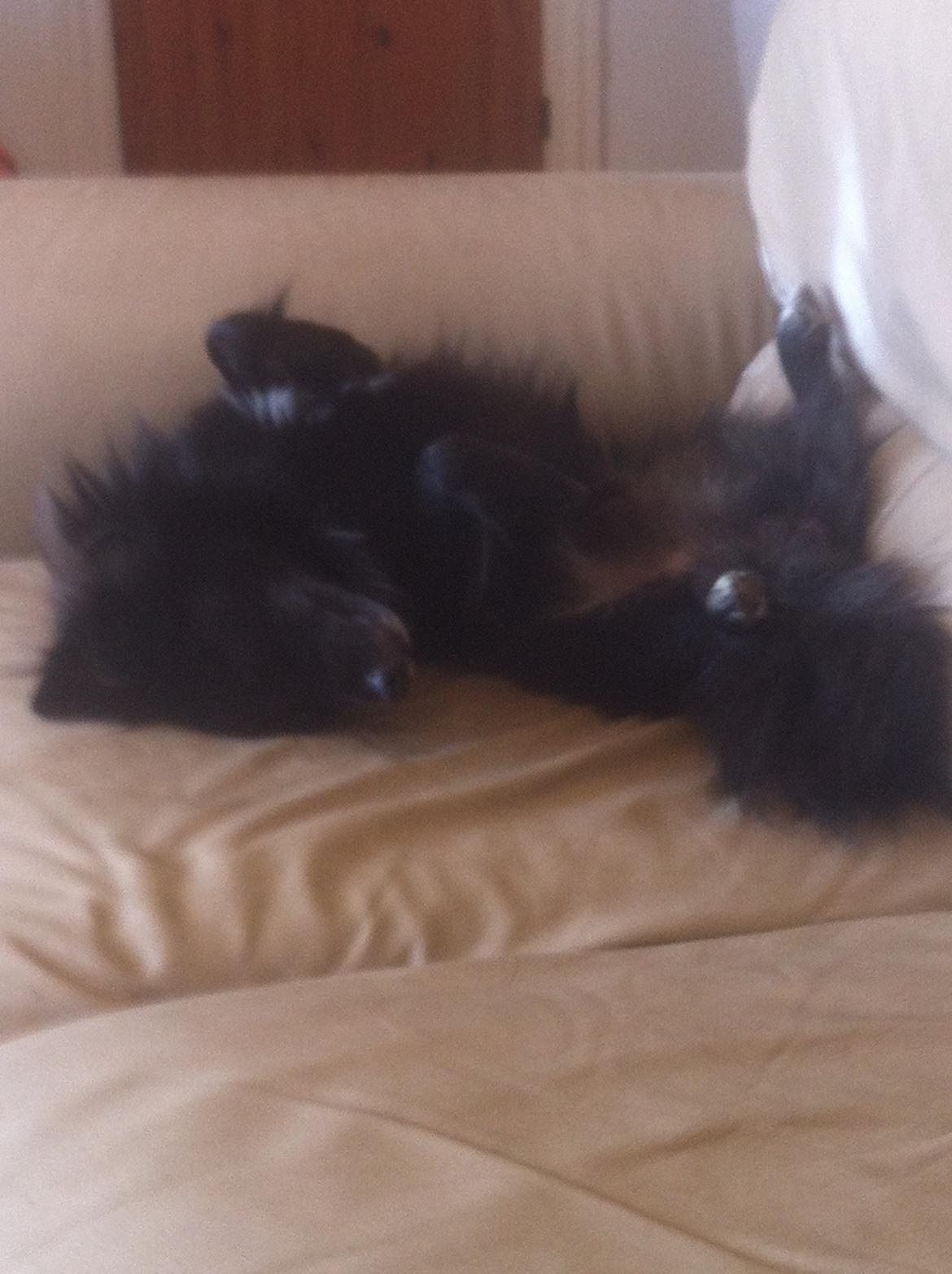 Blanding af racer Buster - En god lille lur :) billede 9