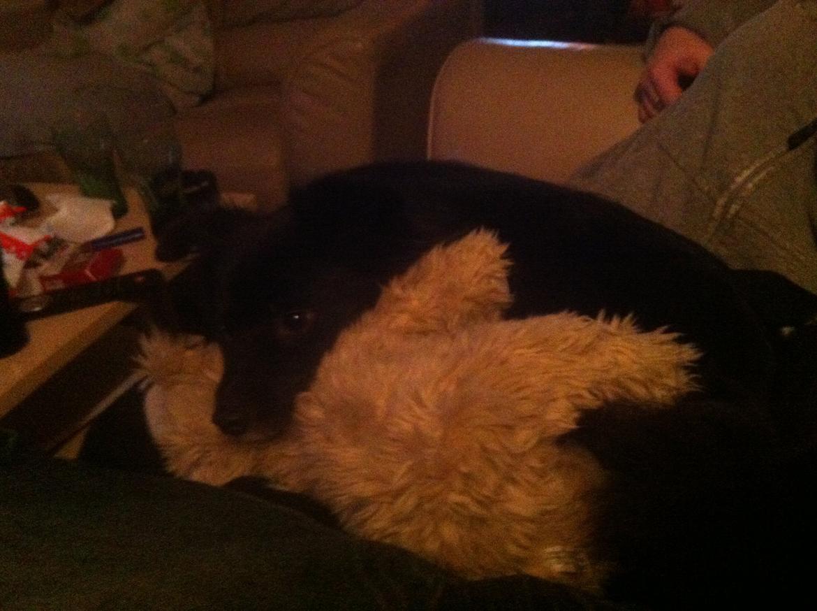 Blanding af racer Buster - Putter med bamsen billede 11