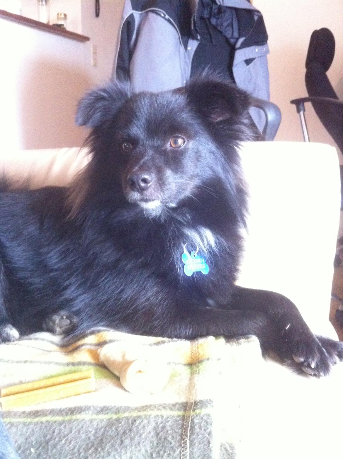 Blanding af racer Buster - Hvad? :p billede 12