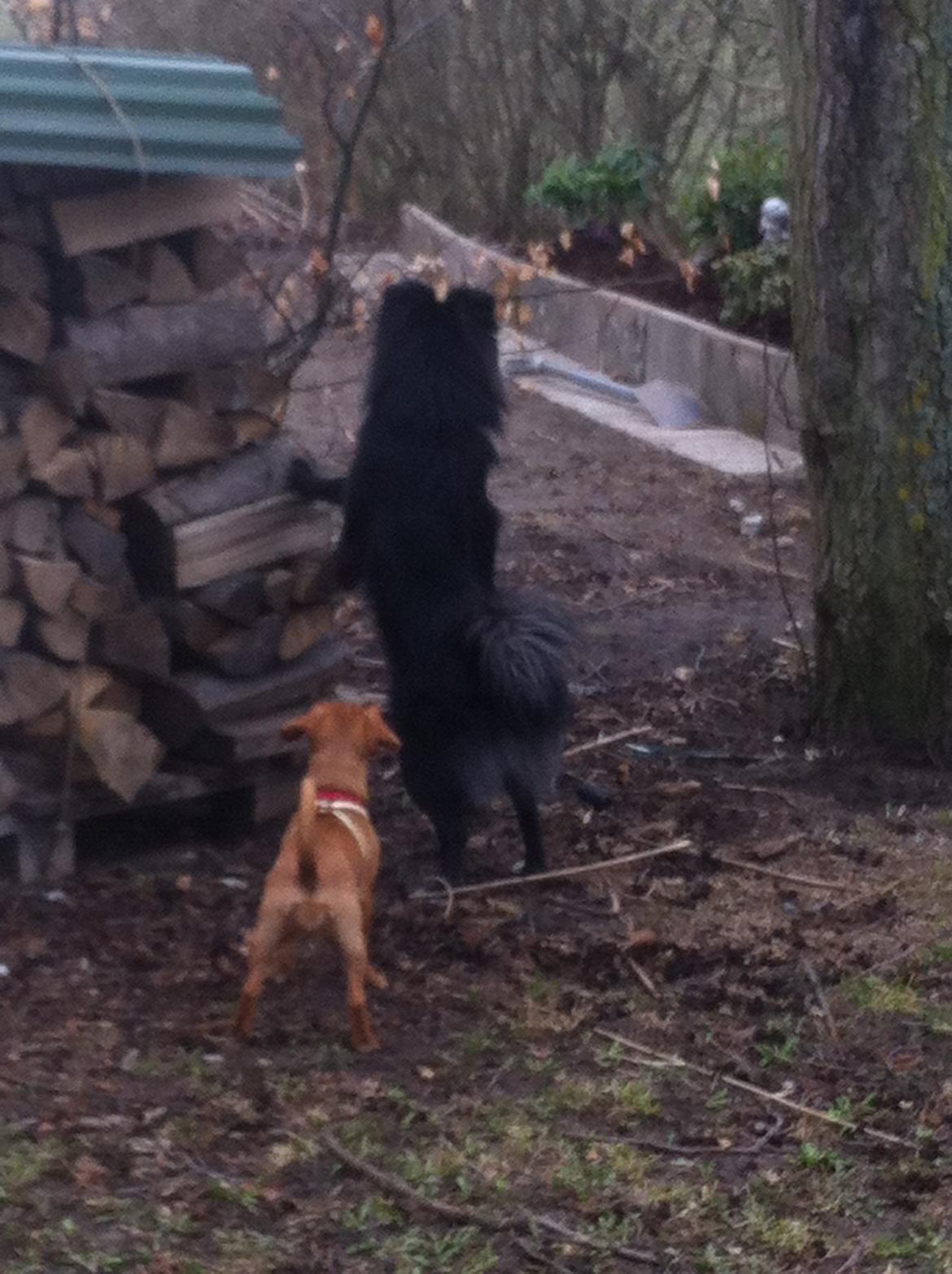 Blanding af racer Buster - Jeg har spottet noget derhenne! billede 13