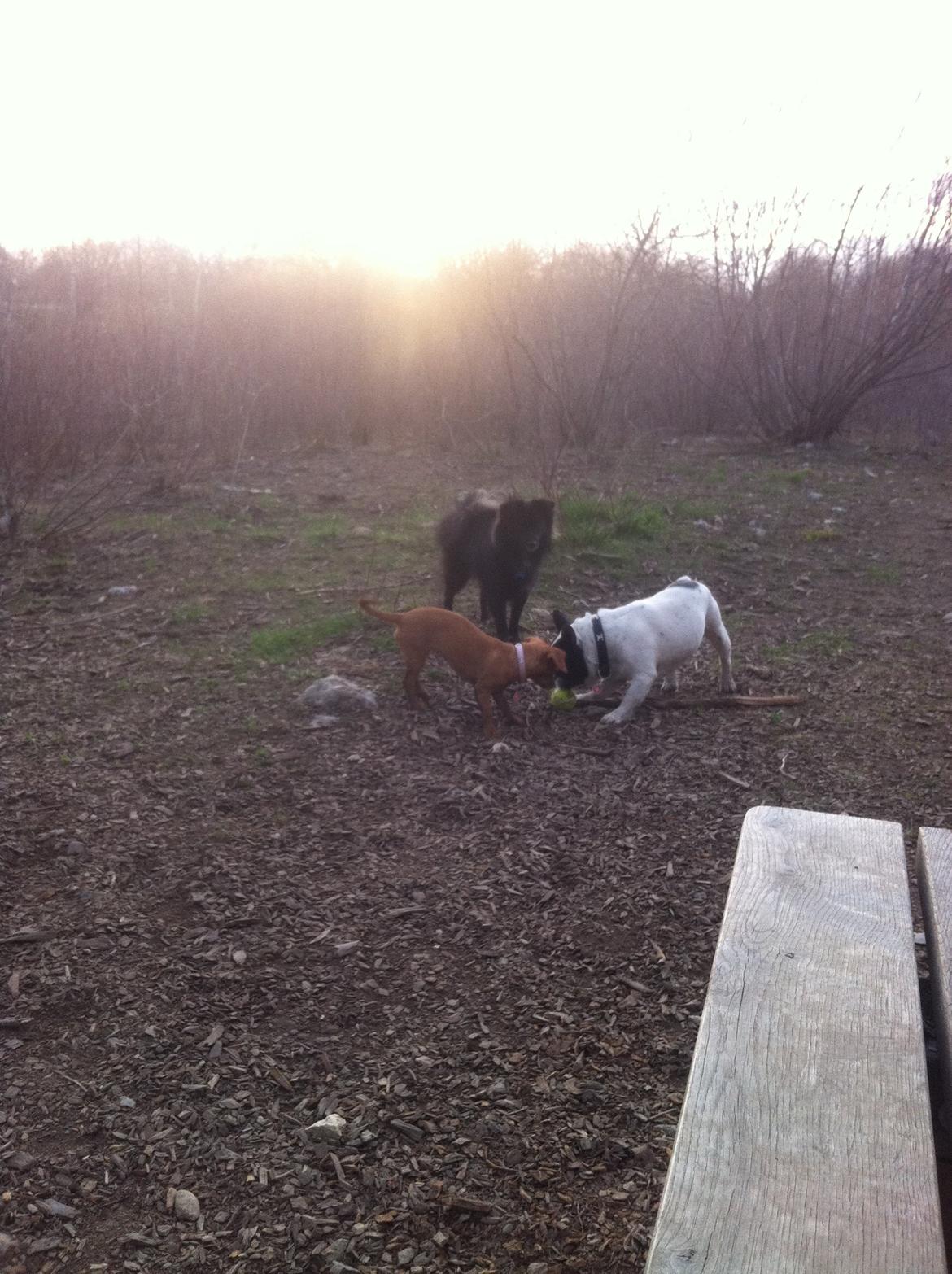 Blanding af racer Buster - Hvem skal have bolden nu?  billede 14