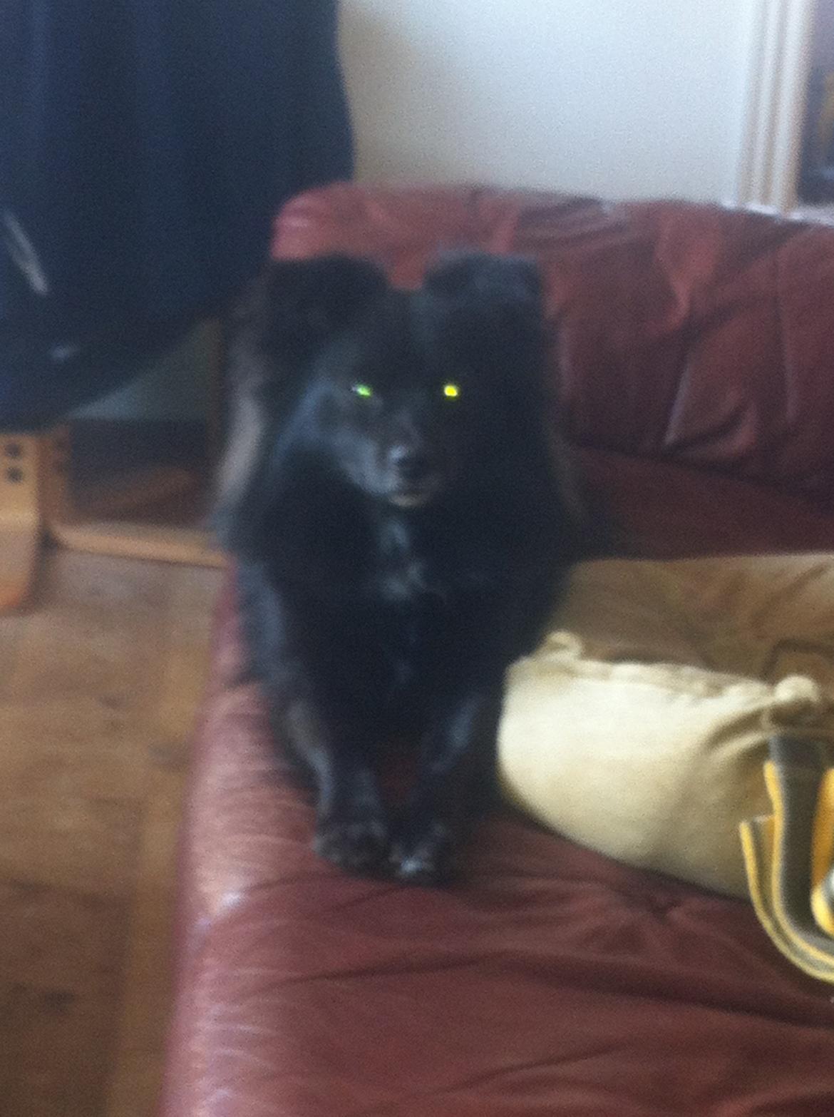 Blanding af racer Buster - Var der nogle der sagde 'gå tur'?  billede 15