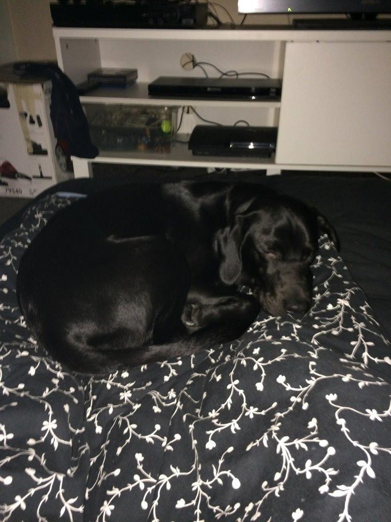 Labrador retriever sasja billede 14