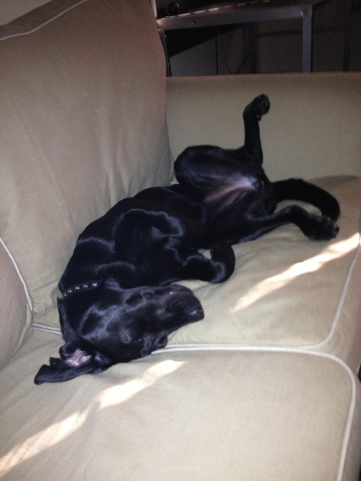 Labrador retriever sasja billede 16