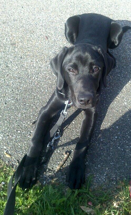 Labrador retriever sasja billede 15