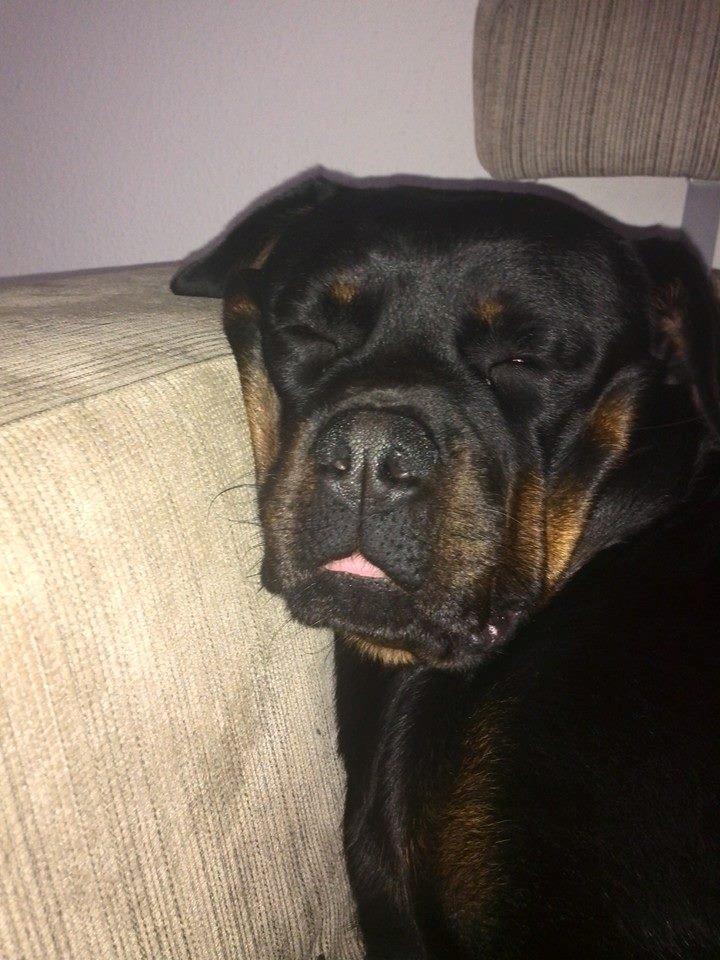 Rottweiler Vom Hause Wenorra Latoya billede 14