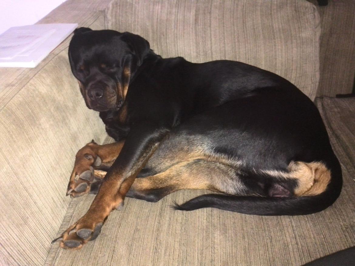 Rottweiler Vom Hause Wenorra Latoya billede 15