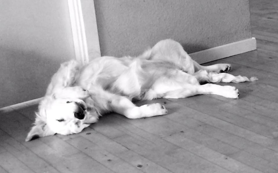 Golden retriever Filippa billede 7