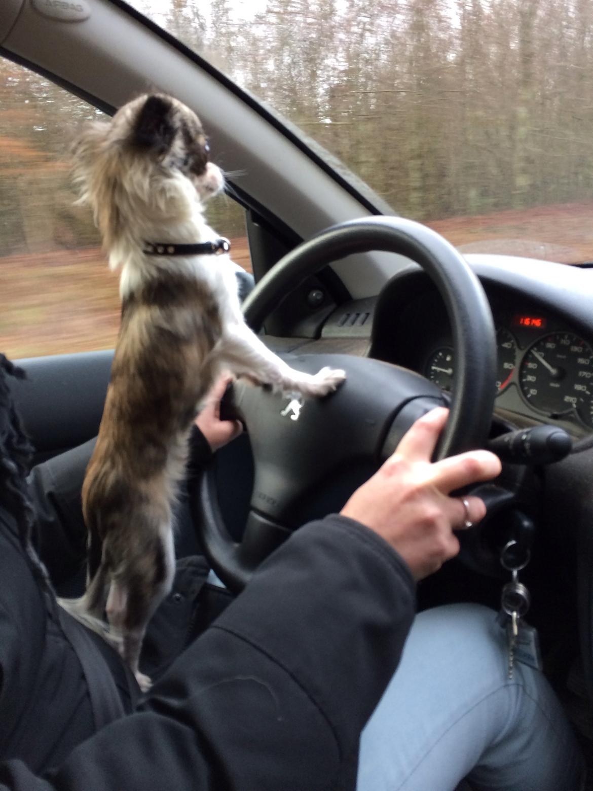 Chihuahua Pepsi billede 1