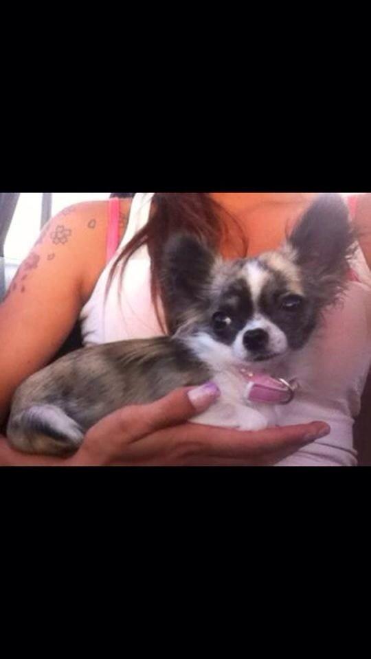 Chihuahua Pepsi billede 2