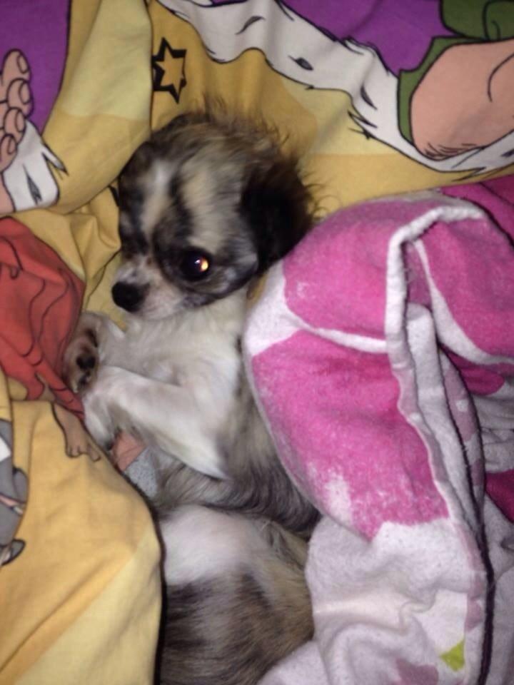 Chihuahua Pepsi billede 3