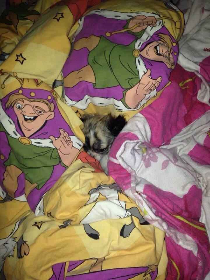 Chihuahua Pepsi billede 4