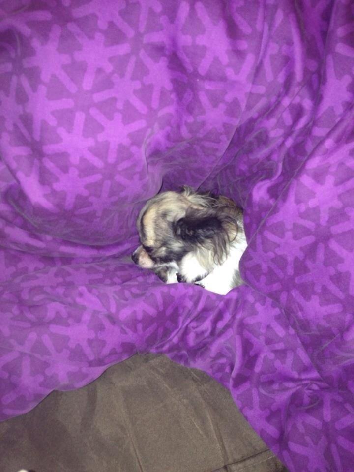 Chihuahua Pepsi billede 5