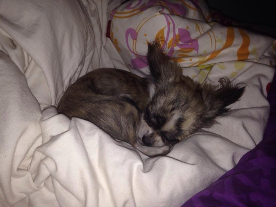 Chihuahua Pepsi billede 6