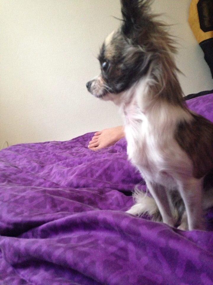 Chihuahua Pepsi billede 7