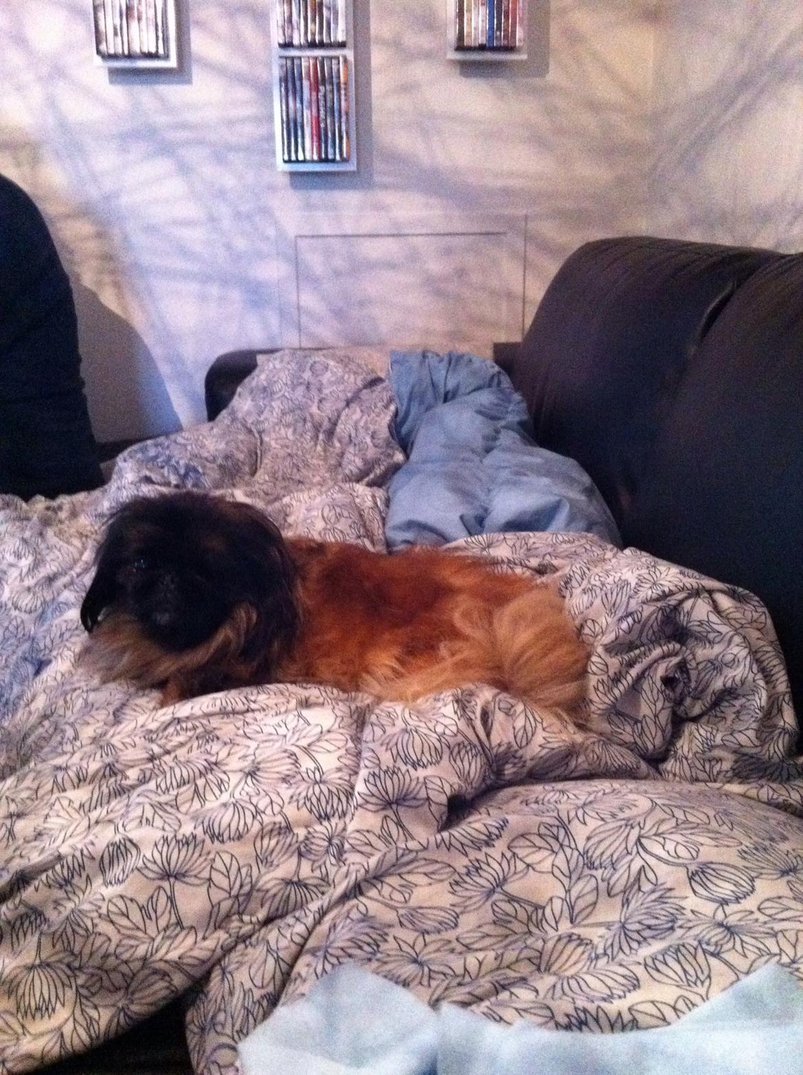 Pekingeser Slaske billede 1