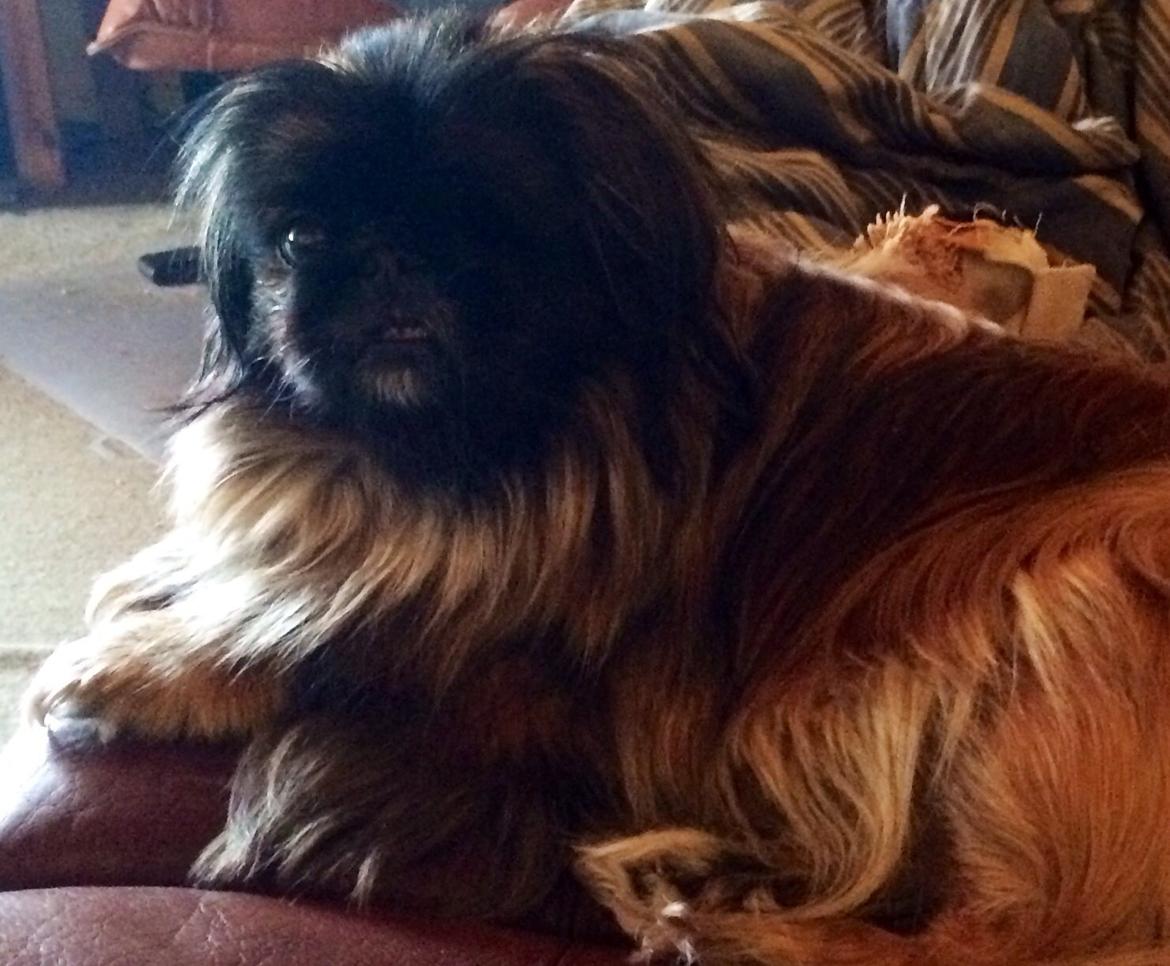 Pekingeser Slaske billede 2