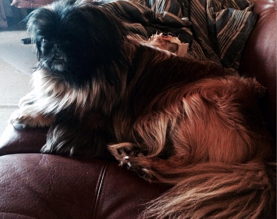 Pekingeser Slaske billede 3