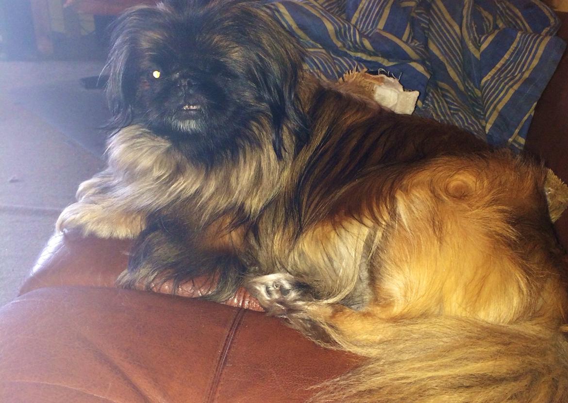 Pekingeser Slaske billede 4