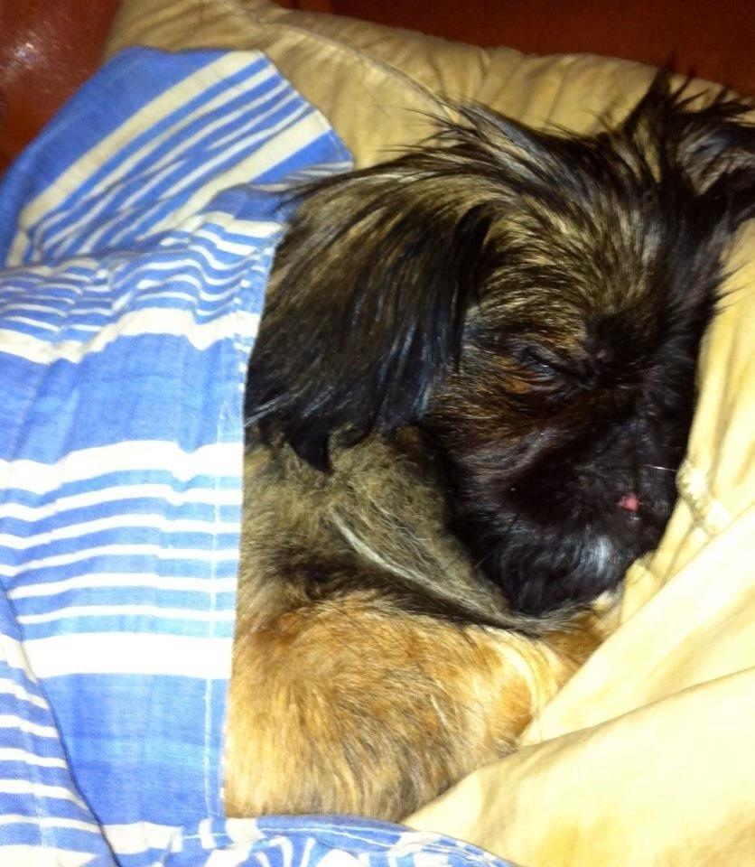 Pekingeser Slaske billede 5