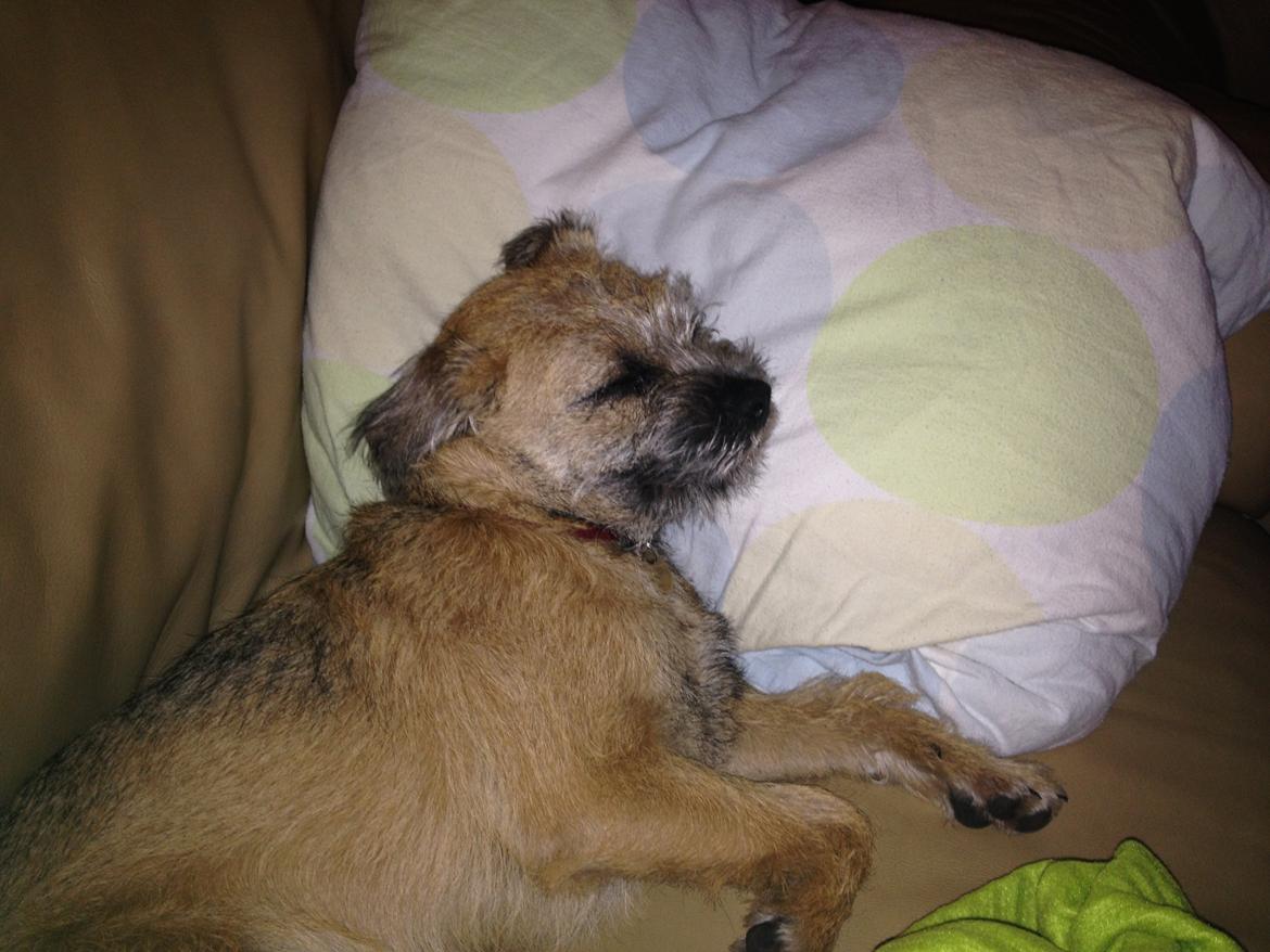 Border terrier fabi billede 1