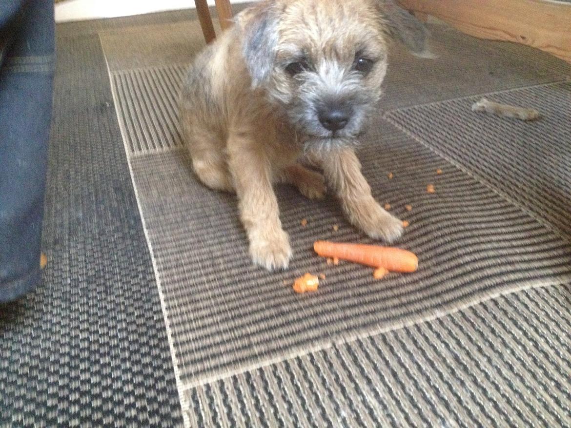 Border terrier fabi billede 2