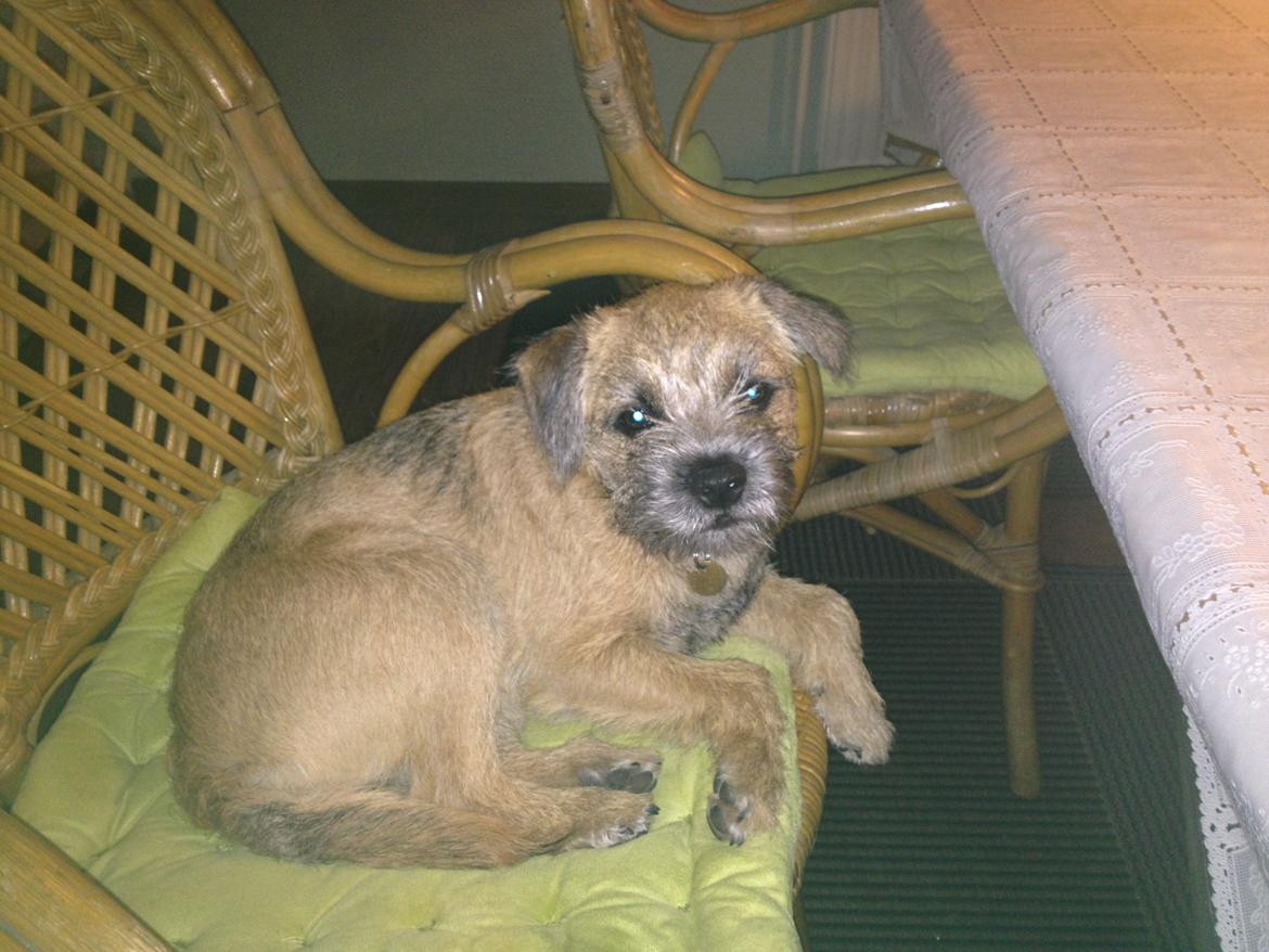 Border terrier fabi billede 3