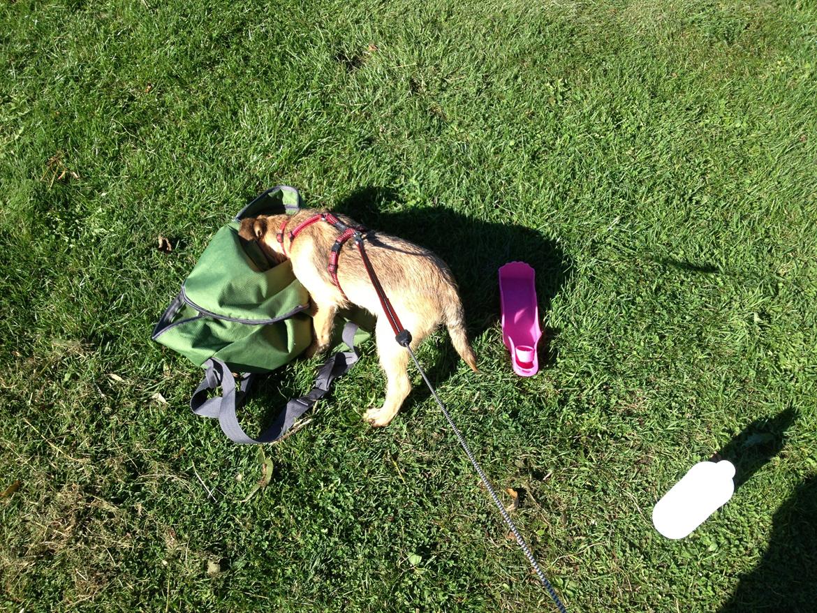 Border terrier fabi billede 4