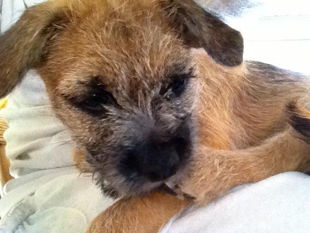 Border terrier fabi billede 5