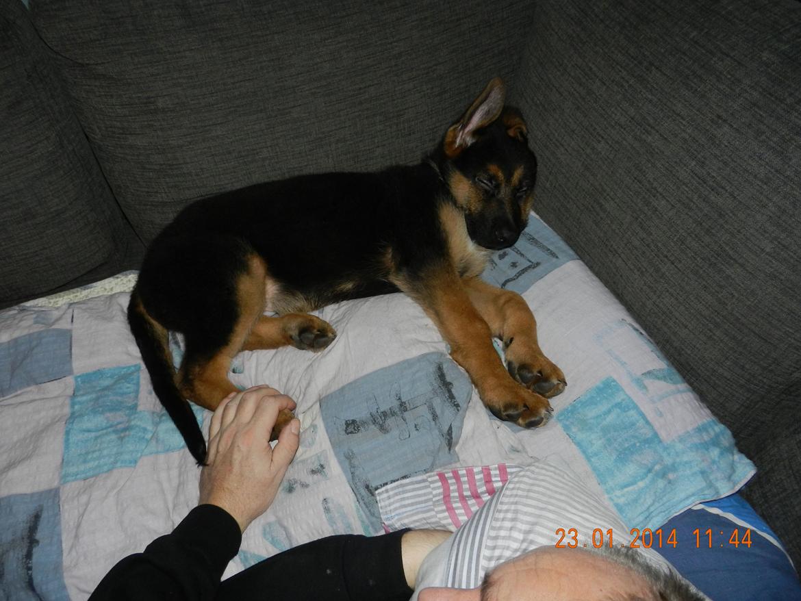 Schæferhund Studsdal Oskar - Oskar og far sover til middag  billede 12