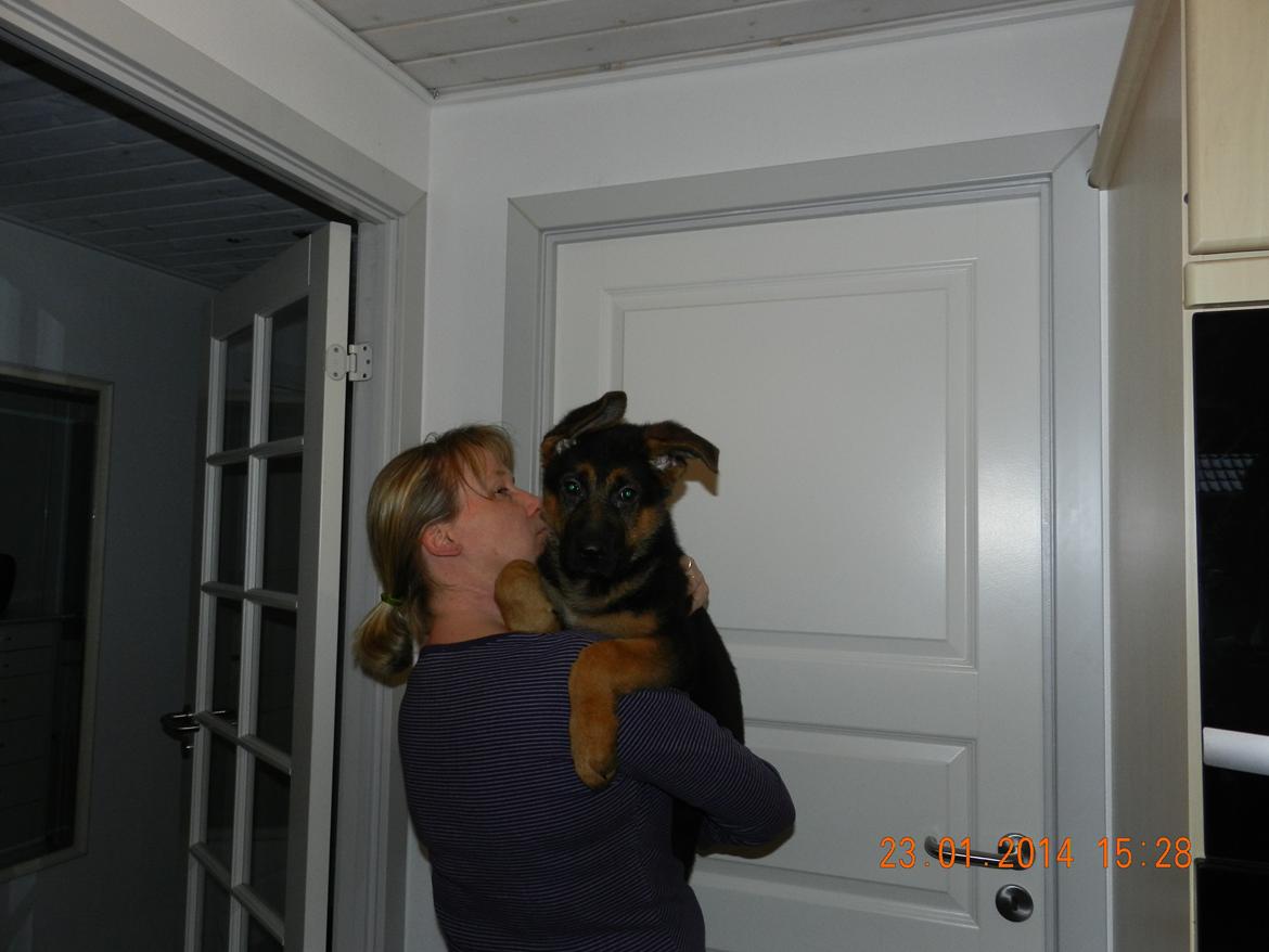 Schæferhund Studsdal Oskar - Mor og Oskar billede 13