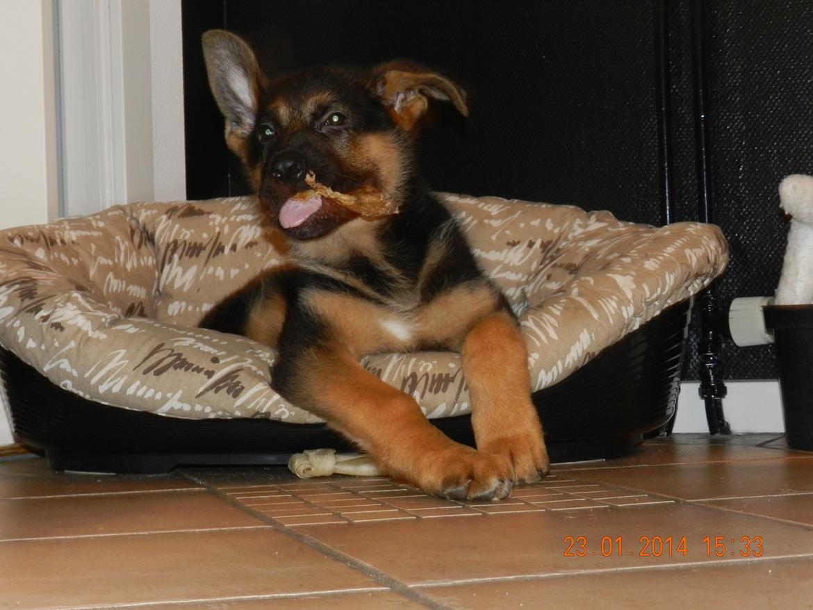 Schæferhund Studsdal Oskar - Oskar spiser griseøre billede 14