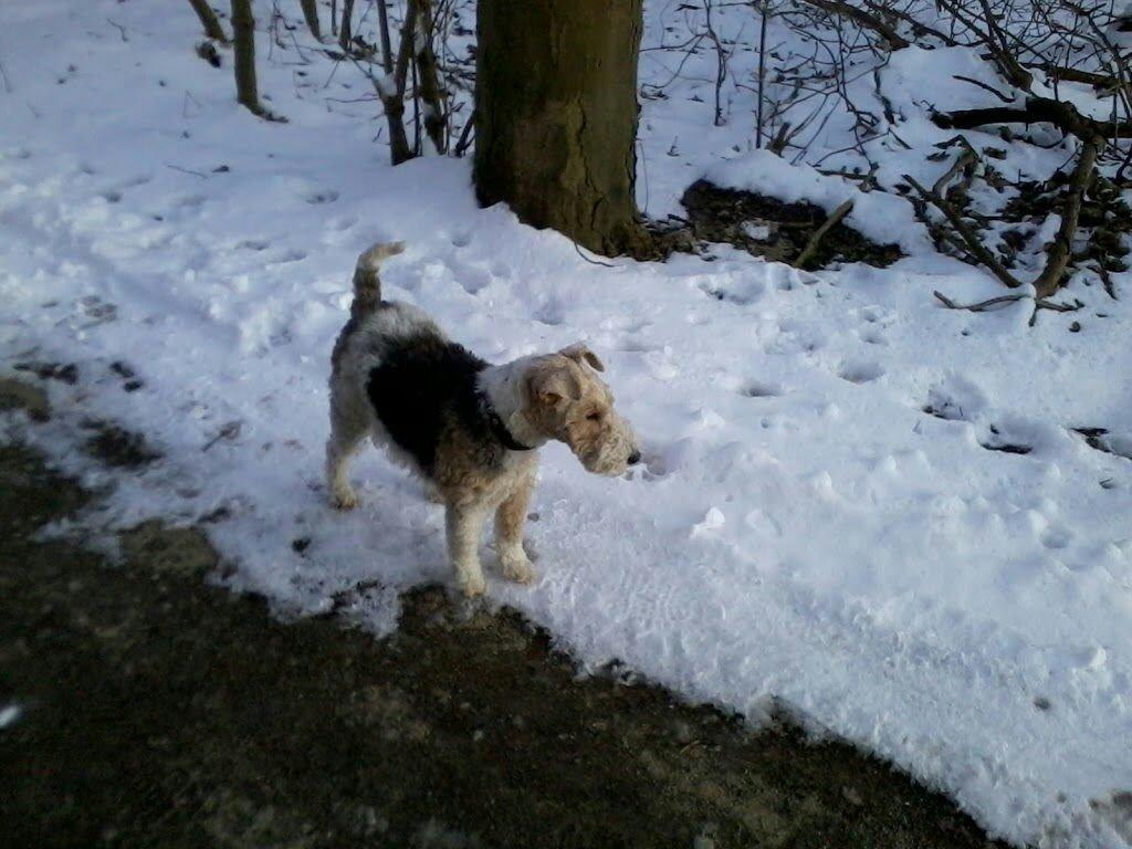 Ruhåret foxterrier <3 Lola <3 billede 11