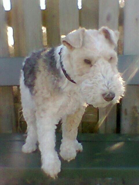 Ruhåret foxterrier <3 Lola <3 - På stranden med Lola <3 billede 1