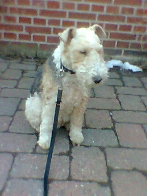 Ruhåret foxterrier <3 Lola <3 billede 12