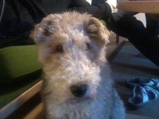 Ruhåret foxterrier <3 Lola <3 - Hejsa :) billede 13