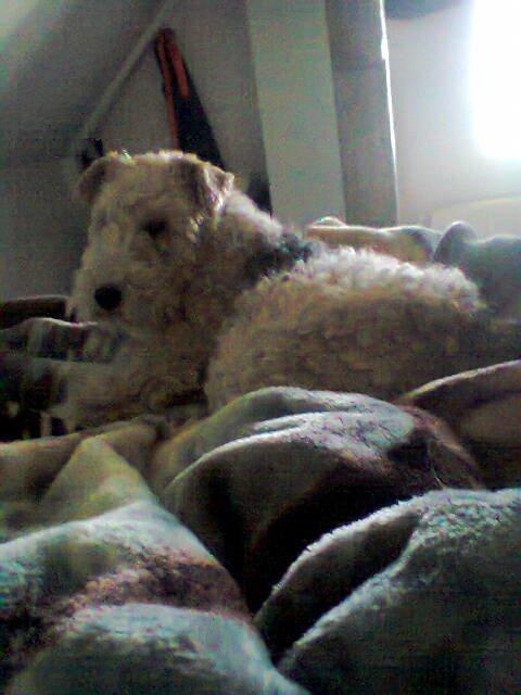 Ruhåret foxterrier <3 Lola <3 - Dejligt med en seng at sove i :D billede 15