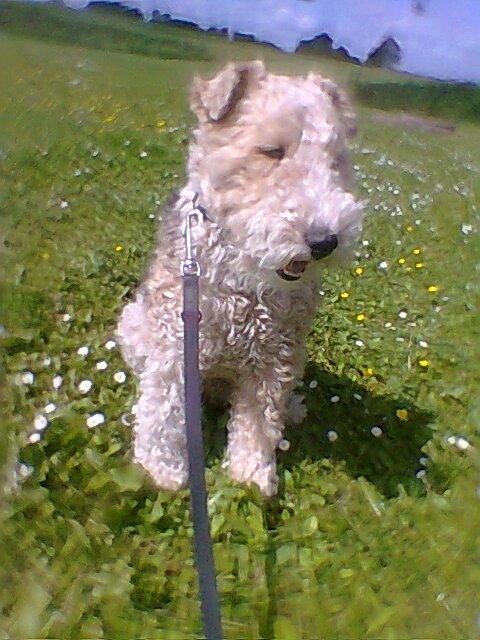 Ruhåret foxterrier <3 Lola <3 billede 17