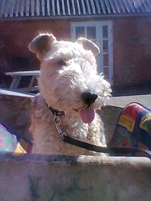 Ruhåret foxterrier <3 Lola <3 - Tunge :p billede 19