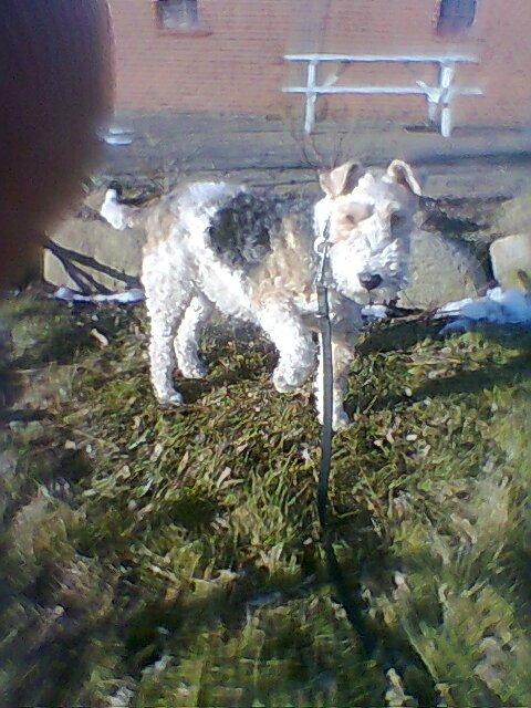 Ruhåret foxterrier <3 Lola <3 - Efter et spring :) billede 20