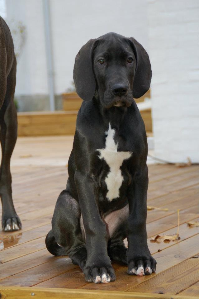 Grand danois Morgan billede 1