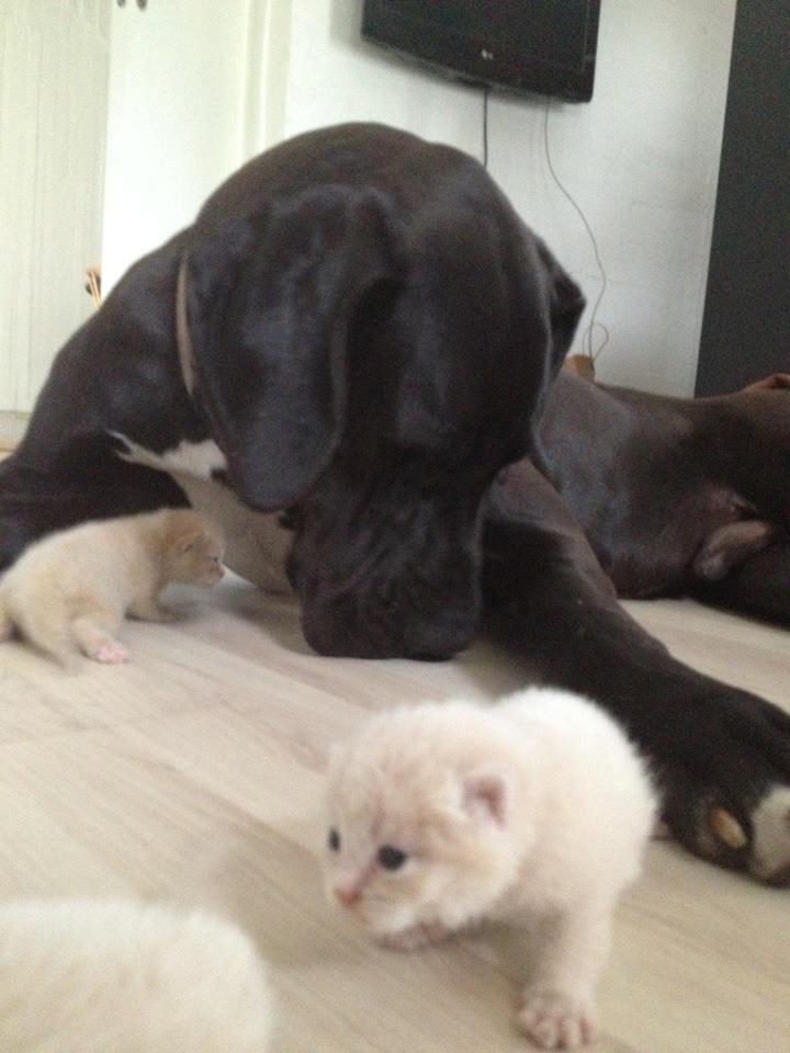 Grand danois Morgan billede 2